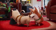 Corgi from Minions (The Secret Life of Pets)