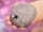 Pet Rock