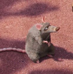 Poochi the rat -1