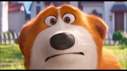 Corgi breaks the fourth wall