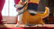 Corgi watches where Kevin brandished a croquette hammer ball