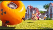 Corgi happily running towards the inflatable minion like an inflatable ball
