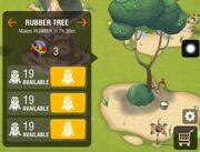 Rubber tree