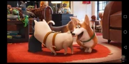 Corgi in The Secret Life of Pets (2016)