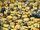 Minions.jpg