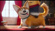 Corgi's first appearance
