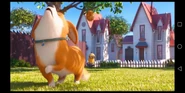 Corgi howls like a wolf