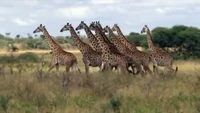 S04xE03 Giraffes