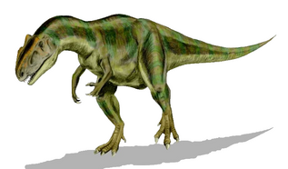 Allosaurs