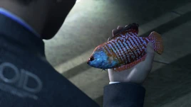 Dwarf gourami fish 0EI2ks9OOeU