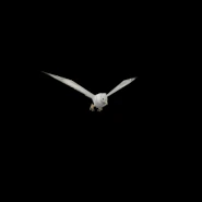 RotatingSeagull.gif (2.56 MB) Seagull