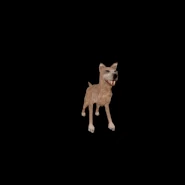 RotatingMutt.gif (3.66 MB) Mutt