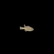 RotatingFish.gif (1.25 MB) Fish