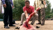 Dexter extracts an arm from an alligator