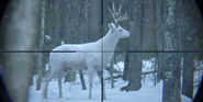 White buck in Dexter's crosshairs