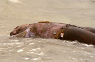 Ernesto's body floats ashore