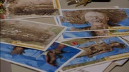 Photos of A.J.'s victims