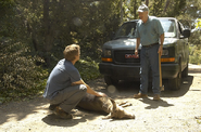 Arthur strikes a deer with his truck