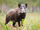 Boar