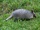 Armadillo