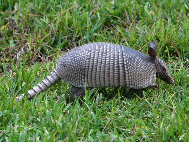 Armadillo | Dexter Wiki | Fandom