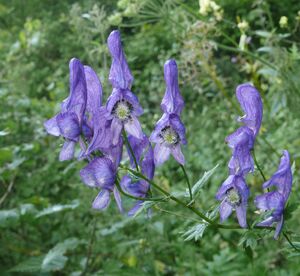 Aconites