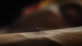 DexterOriginalSin2024Mosquito