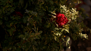 Rose bush on grave 805