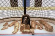 Sheri Taylor's body parts on display