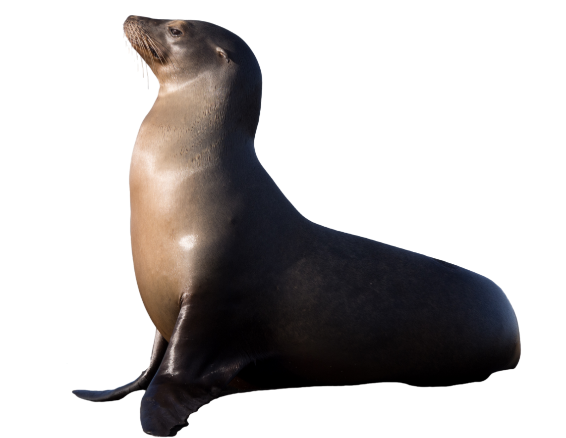 Flipper Dexters Laboratory The Movie 2025 Wiki Fandom