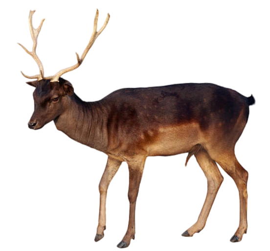 Rusa Dexters Laboratory The Movie 2025 Wiki Fandom