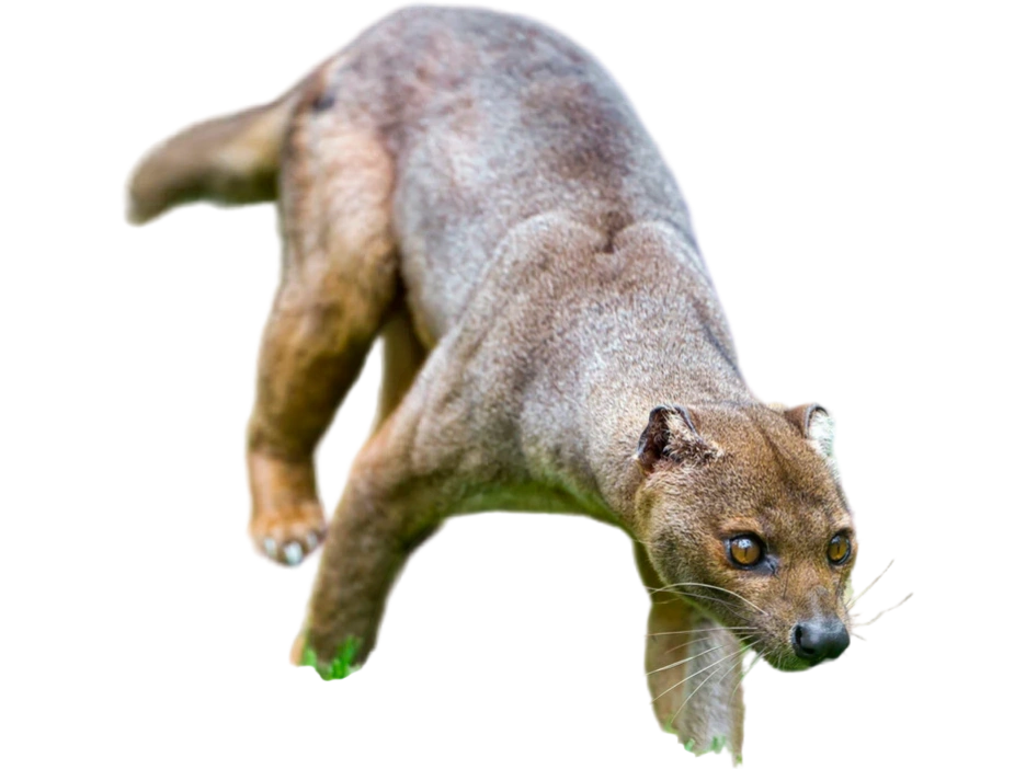 Jack Dexters Laboratory The Movie 2025 Wiki Fandom