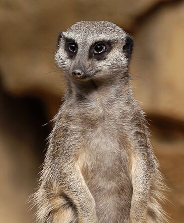 Meerkat, Adopt Me! Wiki