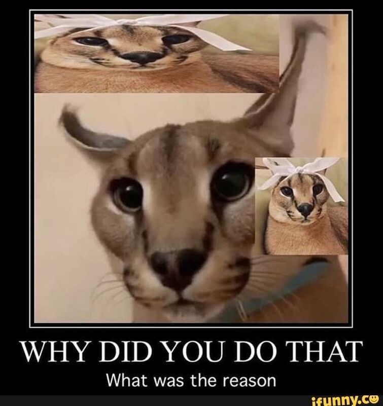 Cat memes into references