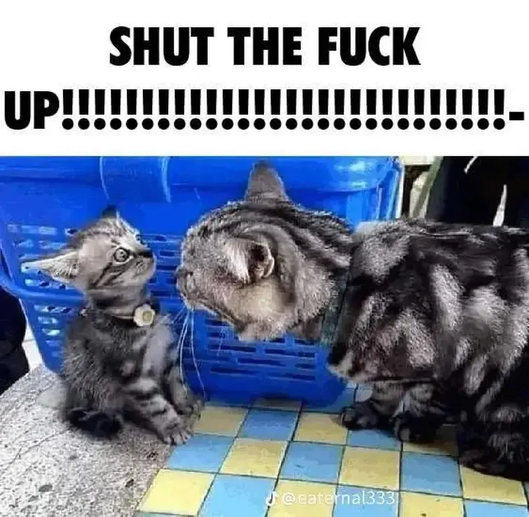 I need the stfu cat meme Fandom