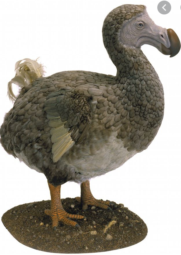 Как выглядит птица додо в реальной жизни The Happy Dodo by Daniel Eskridge in 2022 Prehistoric animals, Extinct animals,