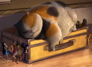 Mr. Twitches napping as fairies sneak by.