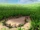 Needlepoint Meadow