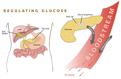 Glucose — Wikipédia