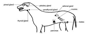 Canine endocrines