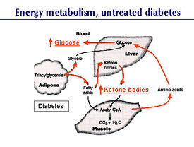 Hyperglycemia in dogs