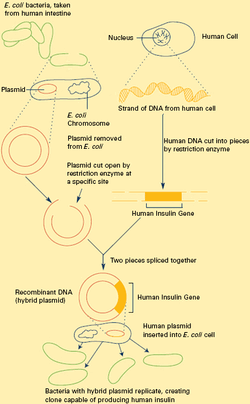 Ch2 recombinant