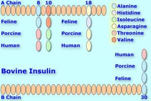 Bovineinsulin