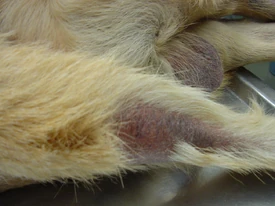 Alopecia or loss of hair on the tail of a golden retriever- typical of canine hypothyroidism.