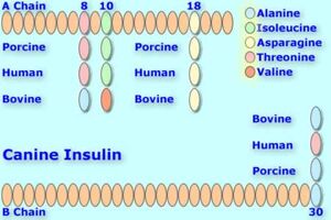 Canineinsulin