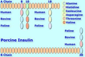 Porcineinsulin