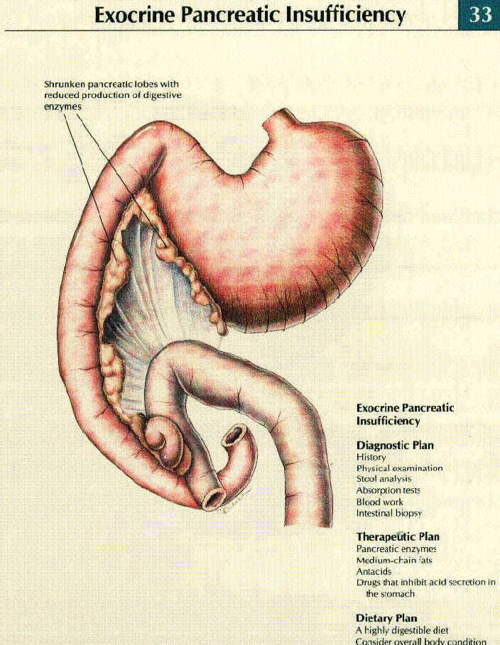 Exocrine Pancreatic Insufficiency Canine Diabetes Wiki Fandom