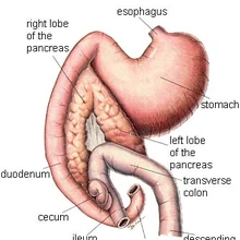 Pancreas Canine Diabetes Wiki Fandom