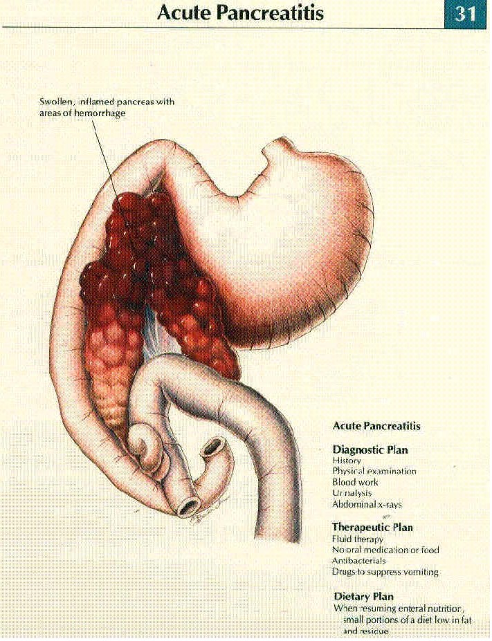 what medications are used to treat pancreatitis in dogs