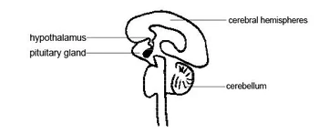 Animal pituitary hypothalamus